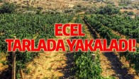 ECEL, TARLADA YAKALADI!