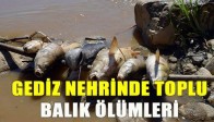 Gediz Nehrindeki Toplu Balık Ölümleri Korkutuyor