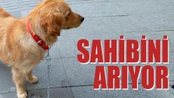 Golden Cinsi Köpek Sahibini Arıyor