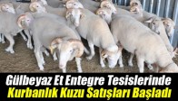 Gülbeyaz Et Entegre Tesislerinde Kurbanlık Kuzu Satışları Başladı