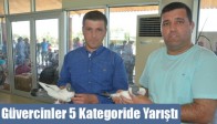 Güvercinler 5 Kategoride Yarıştı