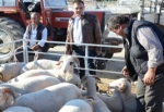 Hayırsever İş Adamı Avşar, 105 Aileye Kurban Dağıttı