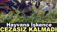 Hayvana Yapılan İşkence Cezasız Kalmadı