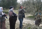 Kadın Çiftçilere Zeytin Ağacı Budama Eğitimi Verildi