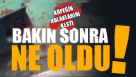 Köpeğinin Kulaklarını Kesti
