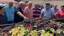 Kuru Üzüm Alımına Hemen Başlanmalı