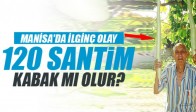 Manisa'da 120 Santimlik Kabaklar Görenleri Şaşırttı