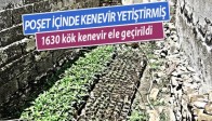 Poşet İçinde Kenevir Yetiştirmiş