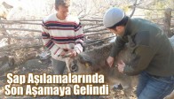 Şap Aşılamalarında Son Aşamaya Gelindi.