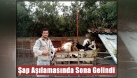 Sonbahar Dönemi Şap Aşılamasında Sona Gelindi