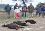 Vahşi Köpekler Onlarca Küçükbaş Hayvanı Telef Etti