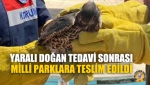 Yaralı Doğan Tedavi Sonrası Milli Parklara Teslim Edildi
