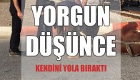 Yorgun Düşen At Kendini Yolun Ortasına Bıraktı