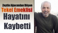 Zeytin Ağacından Düşen Tekel Emeklisi Hayatını Kaybetti