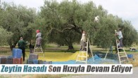 Zeytin Hasadı Son Hızıyla Devam Ediyor