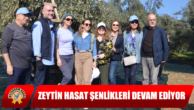Zeytin Hasat Şenlikleri Devam Ediyor