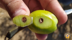 Zeytin Hasatı Öncesi Alanlarda Saha Çalışmaları Sürdürüyor