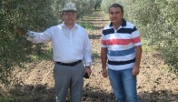 Zeytin Sineği Tuzaklar İle Kontrol Ediliyor‏
