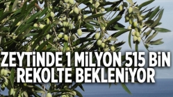 Zeytinde 1 milyon 515 bin ton rekolte bekleniyor