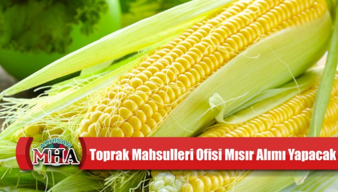 Toprak Mahsulleri Ofisi Mısır Alımı Yapacak