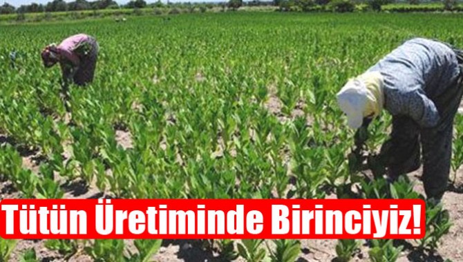 Tütün Üretiminde Birinciyiz!