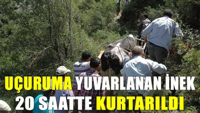 Uçuruma Yuvarlanan İnek 20 Saatte Kurtarıldı