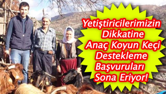 Yetiştiricilerimizin Dikkatine Anaç Koyun Keçi Destekleme Başvuruları Sona Eriyor