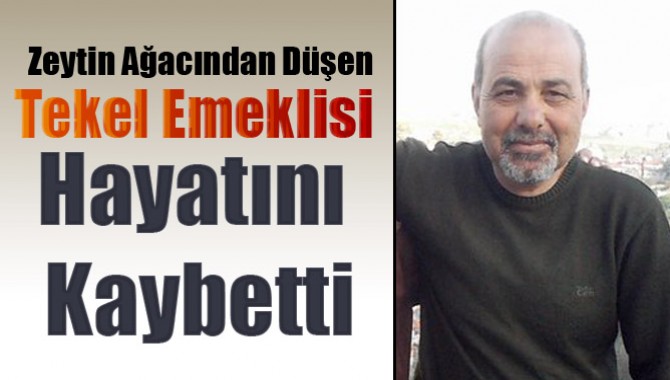 Zeytin Ağacından Düşen Tekel Emeklisi Hayatını Kaybetti