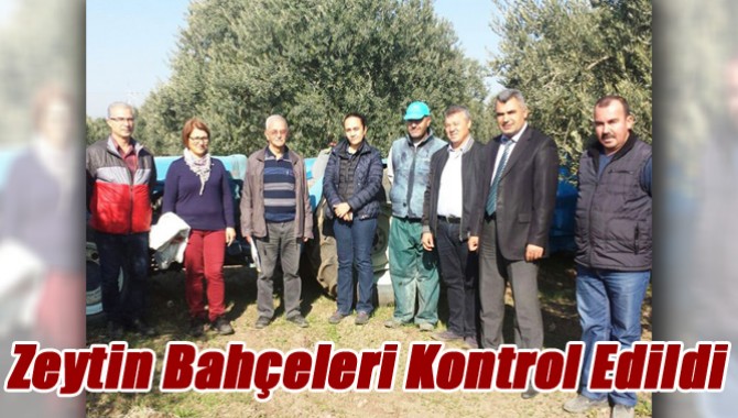 Zeytin Bahçeleri Kontrol Edildi