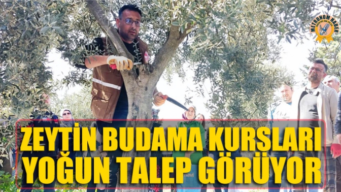 Zeytin Budama Kursları Yoğun Talep Görüyor