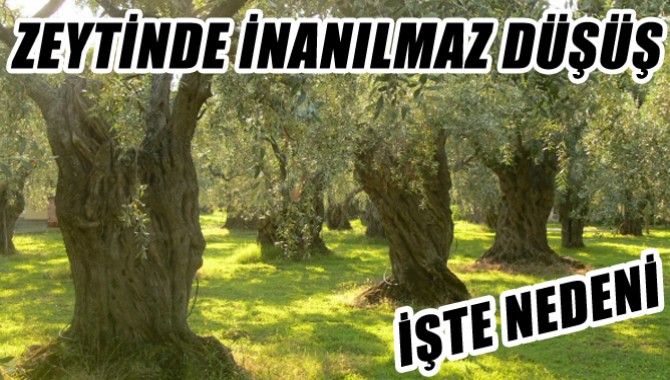 Zeytin'de İnanılmaz Düşüş! İşte Nedeni...