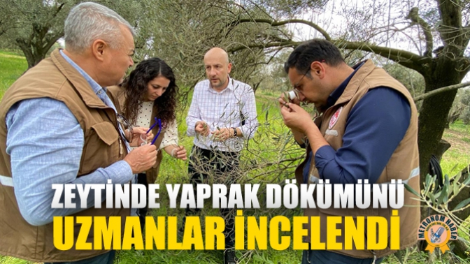 Zeytinde Yaprak Dökümünü Uzmanlar İncelendi