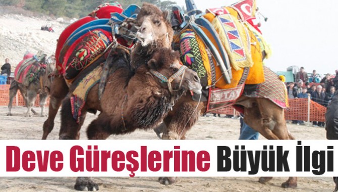 Zeytinliova'daki Deve Güreşlerine Büyük İlgi